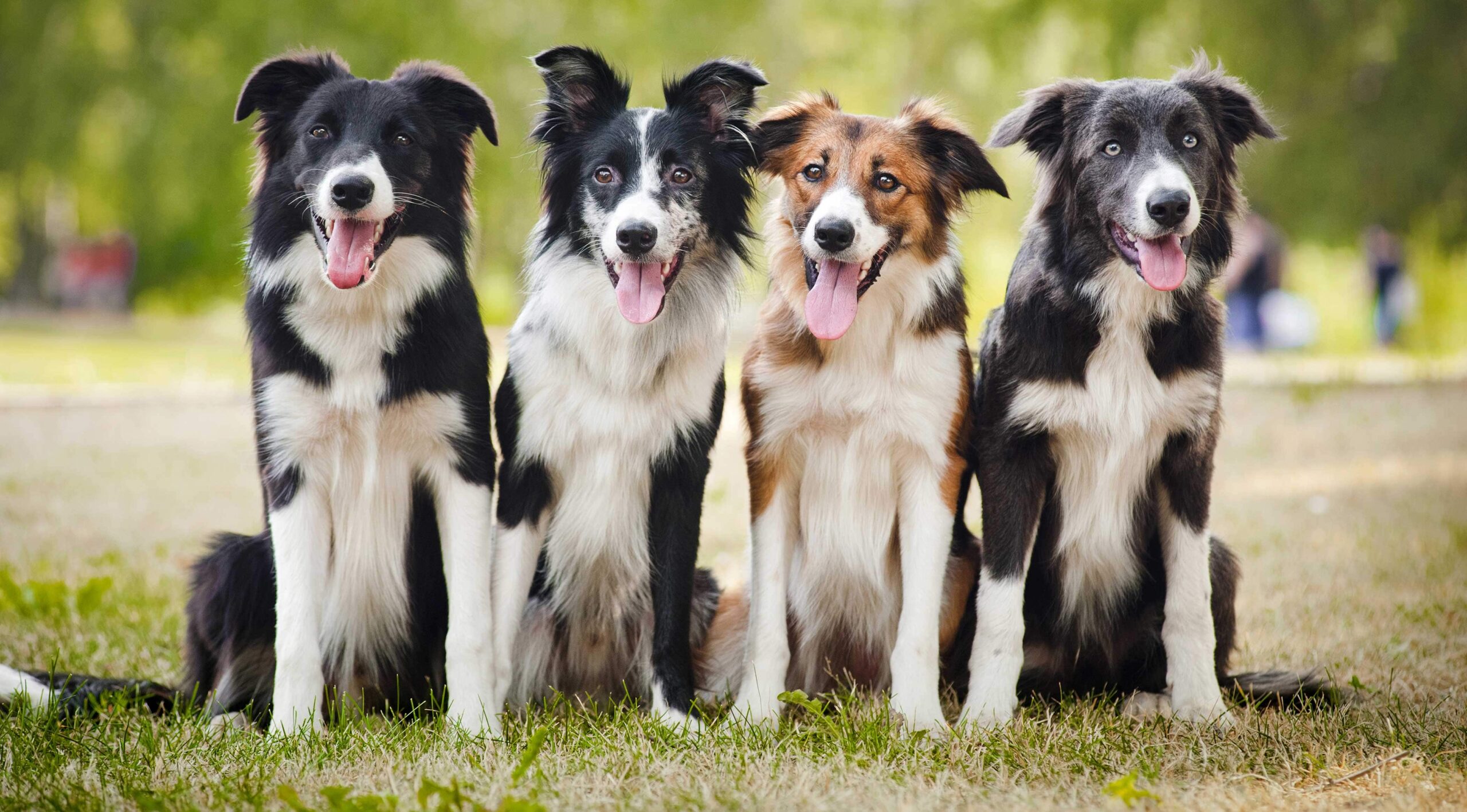 Why Pet Owners Choose Peten Koiratarvike for Everyday Pet Care Essentials