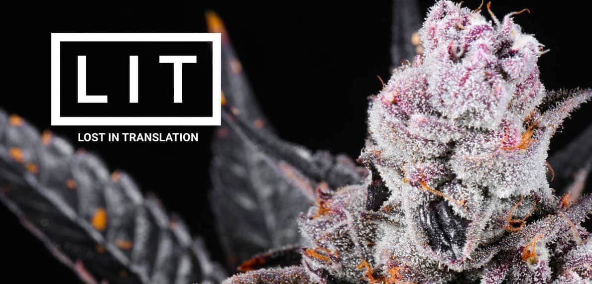 Lit Farms: Why Cannabis Genetics Are Becoming a Bigger Conversation