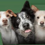 Dogs suitable for premium puppy food lifestyle photo