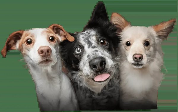 Dogs suitable for premium puppy food lifestyle photo